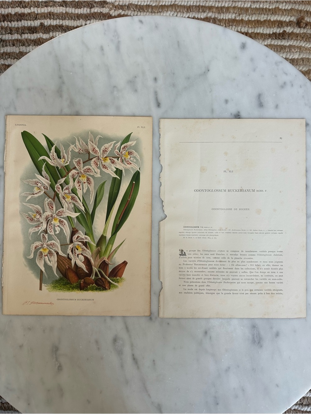 1885 Lindenia: Iconographie des Orchidรฉes Chromolithographs Rare Orchids